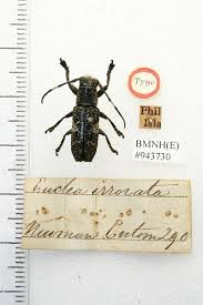 Image result for Achyrospermum ciliatum