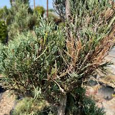 Image result for spiral cut juniper trees