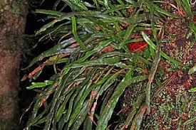 Image result for Grammitis cryptophlebia