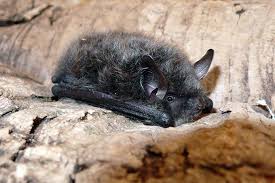 Beobachtungstipps Fur Fledermausfans Nabu Saugetiere Artenschutz Tiere