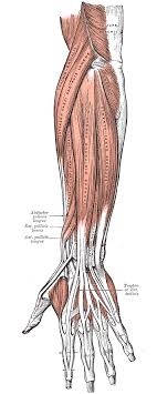 It leads to flexion of the forearm and helps the brush to a position intermediate between. Muscles Of The Upper Limb Boundless Anatomy And Physiology