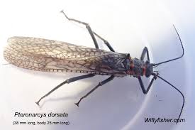 Image result for Macrotyloma stenophyllum