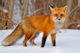 Black And Orange Fox Animal Red Fox Pet Fox Fox Species Fox Pictures
