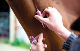 Horse blood sampling