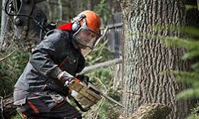 Schedule tree service in west farmington, warren & solon, oh & surrounding areas there are many reasons to remove a tree from your lot. Top 9 Best Tree Removal Services In Warren Oh Angi Angie S List