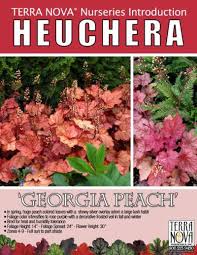 Heuchera Georgia Peach Terra Nova Nurseries Inc Georgia peach heuchera, coral bells, alumroot, coralbells, alum root family: heuchera georgia peach terra nova