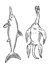 Plesiosaurus coloring pages source : Stenopterygius Ichthyosaur And Plesiosaurus Coloring Page From Ichthyosaur Category Select Fro Dinosaur Coloring Pages Dinosaur Coloring Animal Coloring Pages