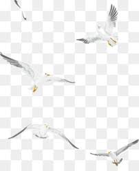 Maybe you would like to learn more about one of these? Flying Seagull Png Flying Seagull Silhouette Flying Seagull Template Flying Seagull Outline Coloring Flying Seagulls Silhouette Flying Seagull Outline Coloring Flying Seagulls Coloring Pages Cleanpng Kisspng