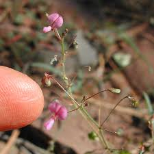 Image result for Desmodium distortum