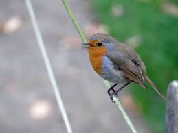 Robin Singing A Song Kizillar Kusu