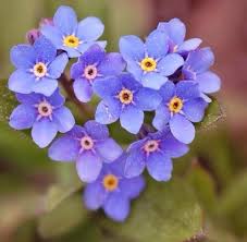 Harold Lizcano Obituary (2001)