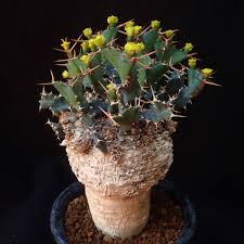 Image result for Euphorbia clavigera