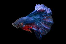 Betta Fighting Fish Psychedelic Siamese Tropical Underwater 1080p Wallpaper Hdwallpaper Desktop In 2020 Underwater Wallpaper Fish Wallpaper Betta Fish