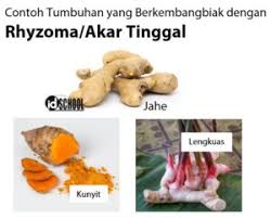 We did not find results for: Perkembangbiakan Vegetatif Tumbuhan Idschool