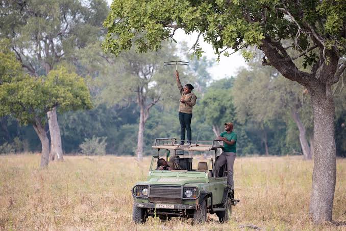 The Zambian Carnivore Programme, Zambian-registered NPO