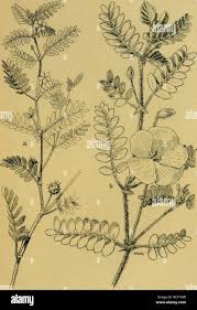 Image result for Schmidtia pappophoroides