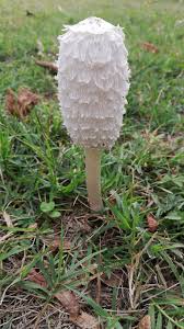Image result for Coprinus comatus