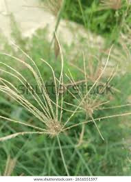 Image result for Chloris gayana