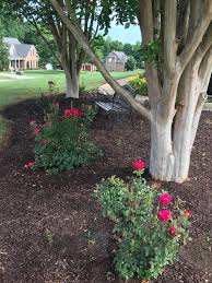 Front yard rose bush landscaping. Planting Rose Bushes Along Fence The Frugal Homemaker