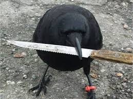What Do You Do When You Spot A Baby Crow On The Ground Leave It Be Vancouver Sun