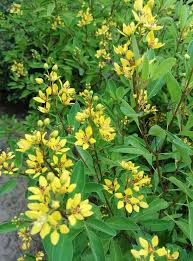 Image result for Ophrestia