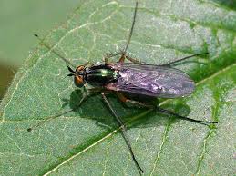 Image result for Dolichos junodii