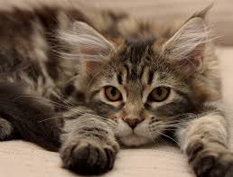 They can weigh up to 18 pounds if male, and 14 if female. What Are The Friendliest Cat Breeds Hill S Pet