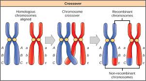 Homologous Chromosome Two Chromosomes Of The Same Type Are Found In Each Somatic Cell Heredity Evolutionary Biology Chromosome