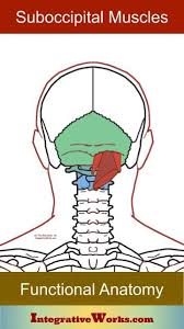 Suboccipital Muscles Functional Anatomy Integrative Works Muscle Headache Integrative