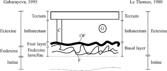 Image result for isolona lebrunii