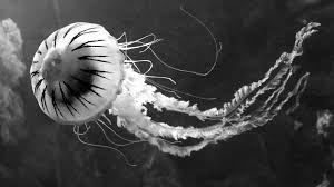 Image result for Jellyfish