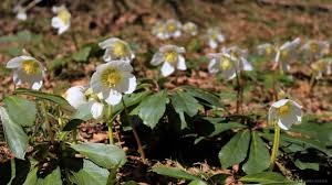 Überall recken blumen ihre blüten der warmen sonne entgegen. 7 Fruhlingsblumen Die Du Kennen Solltest Austria Insiderinfo