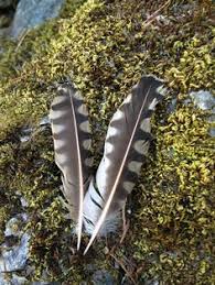 Eagle S Gift Reiki Shamanic Arts Nederland Co Shaman Chanted Evening Pinterest