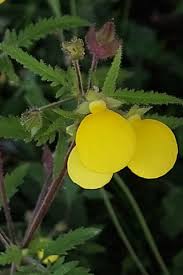 Image result for Calceolaria tripartita