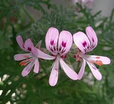 Image result for Pelargonium graveolens