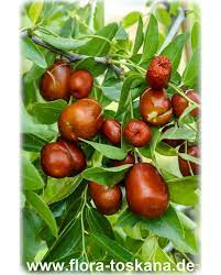 Die bäume, eine art palmen mit gefiederten blättern. Ziziphus Jujuba Chinesische Dattel Jujube Pflanze Rote Dattel Azufaifa Flora Toskana