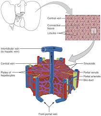 Histologically speaking, it has a complex microscopic structure, that can be viewed from several different angles. Lobules Of Liver Wikipedia