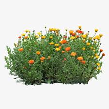 Landscape Architecture Graphics Flowers Garden Illustration Plant Images Plants Greenery Landscape Architecture Graphics Garden Illustration Plant Images