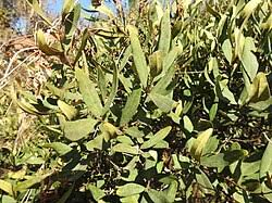 Image result for Euclea crispa
