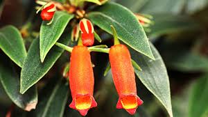 Image result for Kalanchoe glaucescens