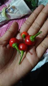 Jump to navigation jump to search. Bor Marcha Cherry Bomb Stuffed Peppers Tribal People Cherry Bomb