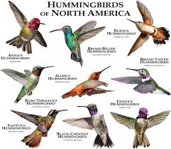 Birds Of North America Poster Hummingbirds Of North America Poster Print Birds Humming Bird Feeders Hummingbird