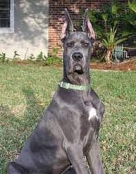 Blue Great Dane Breeder Highlands Blue Great Danes Great Dane Breeders Great Dane