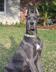 Was established in september 2012. Pin On Great Danes