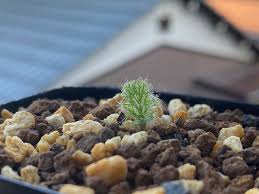 Image result for Eriospermum seineri