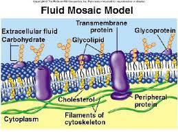 (this is a classic manifestation of. Family Bonding Plasma Membrane Fluid Mosaic