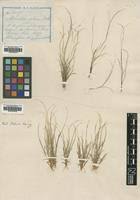 Image result for Microchloa