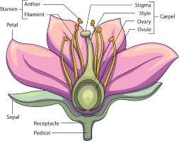 Some of the most important parts being separated into both male and female parts. The Different Parts Of A Flower Ks2 Explained By Kidadl