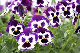 Des Idees Pour Pansy Flower Information Spot And Stripe