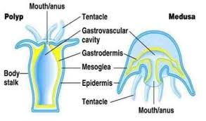 Maybe you would like to learn more about one of these? Ciri Klasifikasi Struktur Dan Contoh Coelenterata Ilmu Peternakan